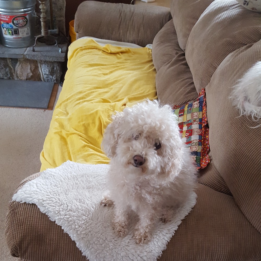 Meet your Posher, Bella